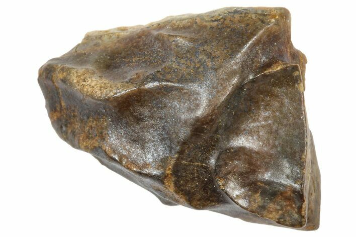 Fossil Triceratops Shed Tooth - Wyoming #364329